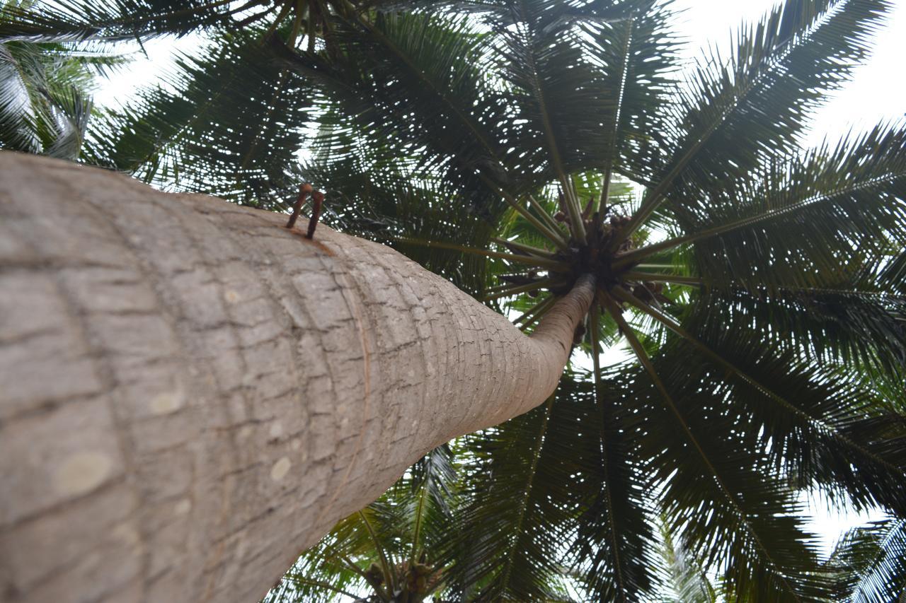 Seahorse Beach Resort Kalpitiya Exterior foto